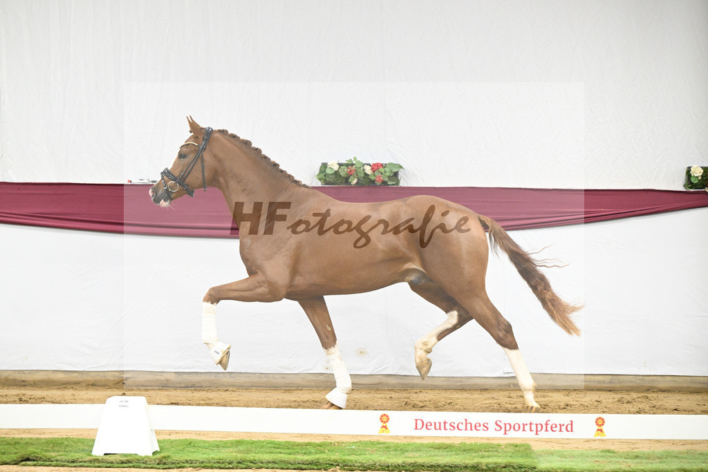 Kat-Nr. 140 Juwel x Vitalis_BG Westhoff u Rothenberger_47253172 | hf-fotografie - Realisiert mit Pictrs.com