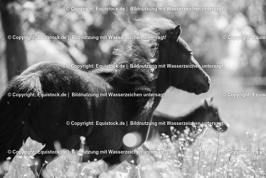 20150507_TOMsPiC_0132 | equistock