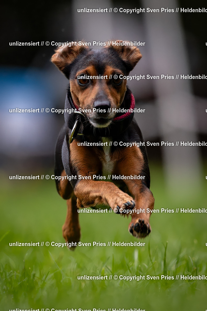 Sven Pries | 2024-10-19 - Hunderennen Ober-Grombach - Realisiert mit Pictrs.com