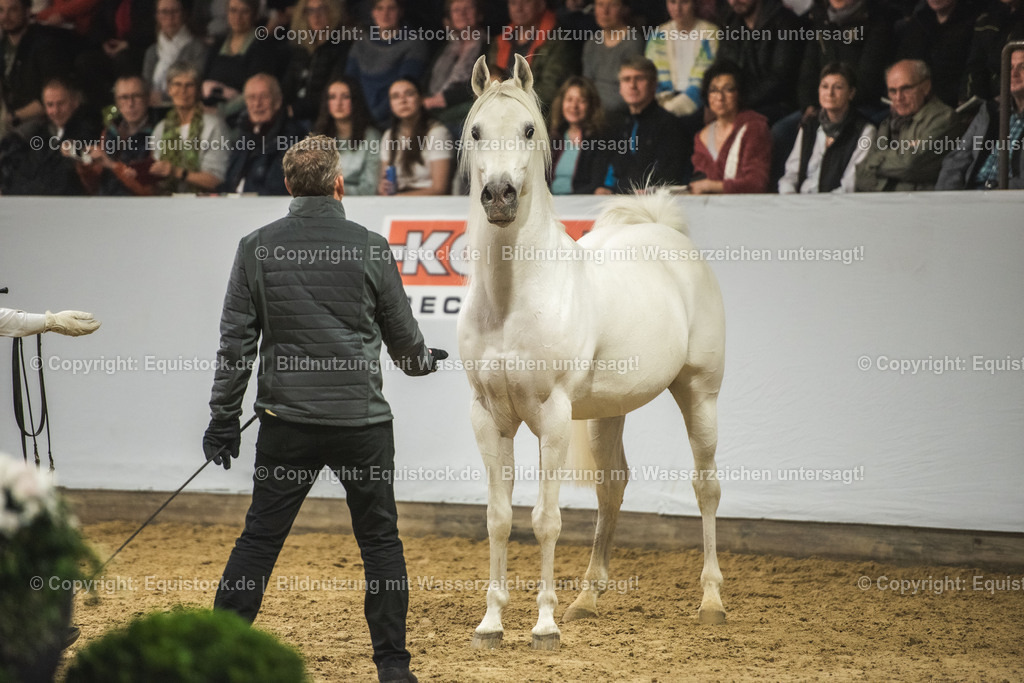 20240302_Hengstvorstellung_Marbach_TOMsPiC_1184 | equistock