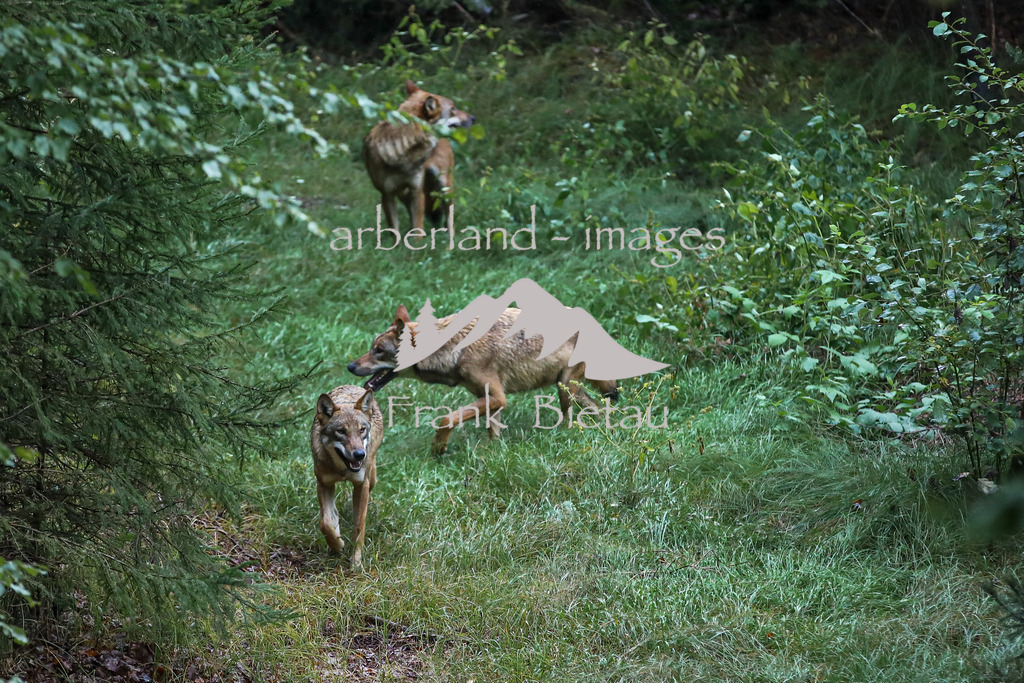 OE7A4097 | erstmalig Erkunden die 4 neuen Wölfe Ihr Gehege im Nat.Park Zentrum Falkenstein in Ludwigsthal