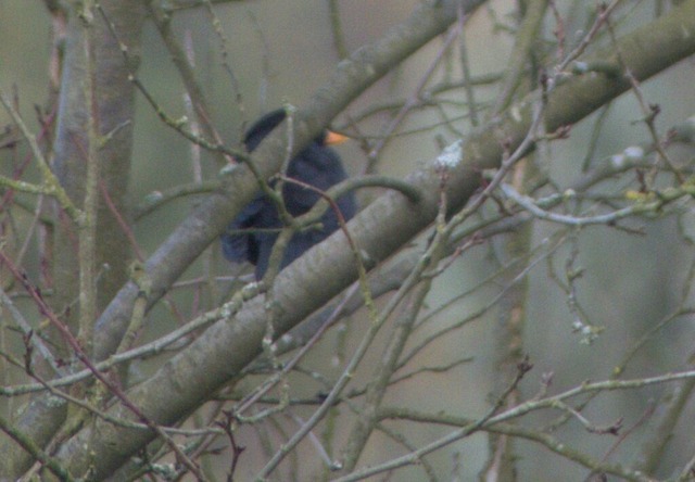 Amsel auf Ast | Verkauf von Fotos und  Videoclips zumThema Natur.Motive sind Pflanzen, Tiere, Landschaftenund Wetter - Realisiert mit Pictrs.com