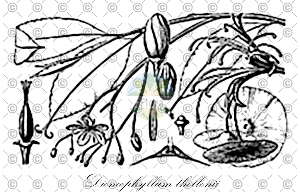 HistAbb_wfo-0000648074_1_ENZY_Simple | Historische Abbildung von Dioncophyllum thollonii - Dioncophyllaceae | Historical Illustration of Dioncophyllum thollonii - Dioncophyllaceae