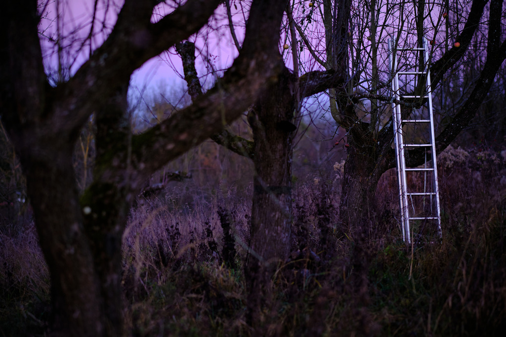 Aluleiter steht in der Obstbaumplantage | Austria - December 26, 2020: Aluleiter steht in der Obstbaumplantage am späten Nachmittag. - Realisiert mit Pictrs.com