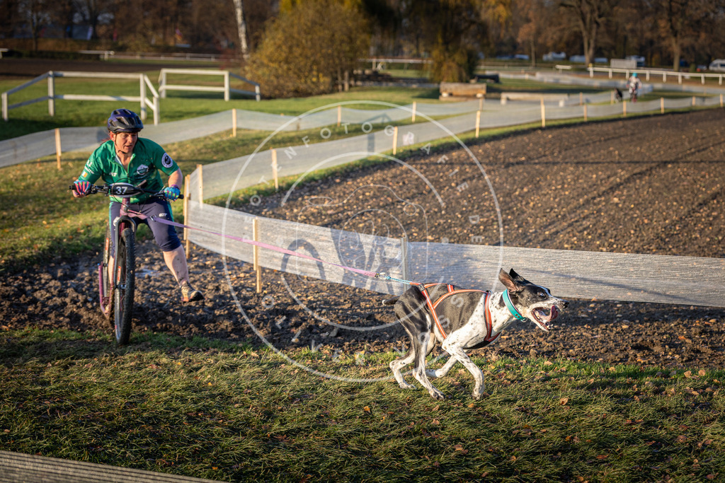 CaniXpix_DV3A0158 | Hundefotografie, Tierfotograf, Pfotenfotografie, Fotoshooting Hund, Hunde Portrait, Hundesport, Hundeportraits, Heideshooting, Hunde, Sportfotograf, Hundefotograf, Turnierhundsport, THS,  - Realisiert mit Pictrs.com