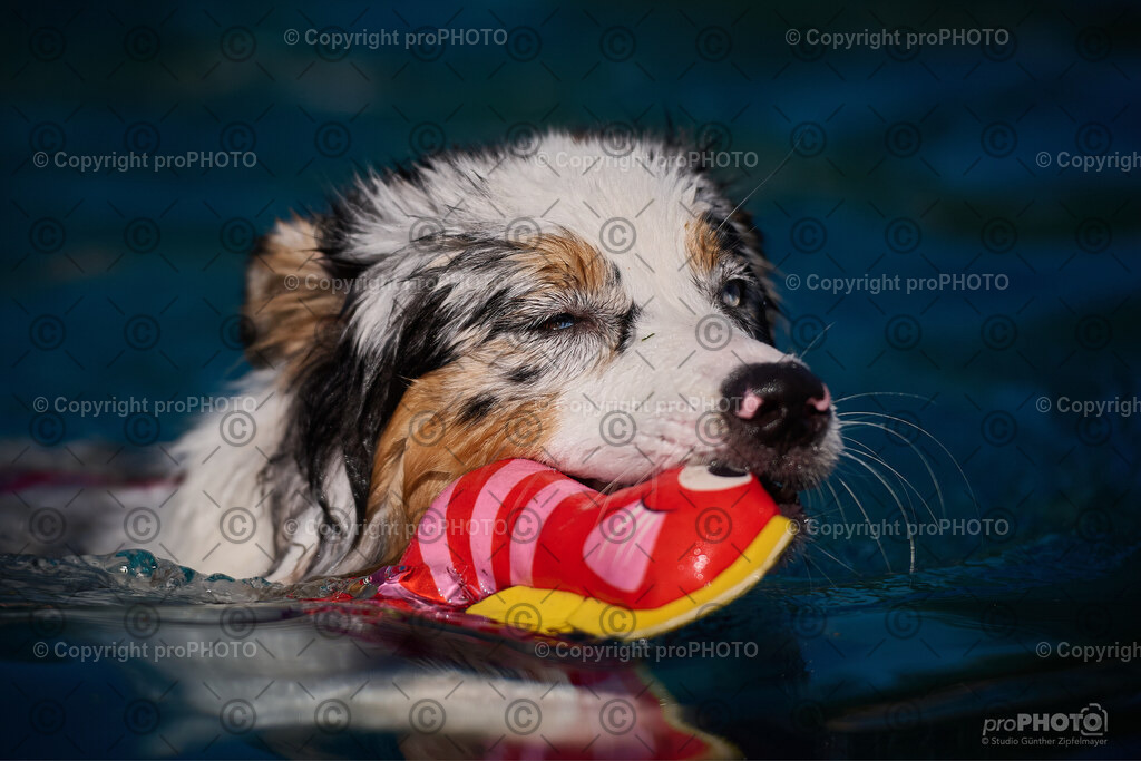 204_202509_4Hundebadetag_NZ9_2810 | proPHOTO - Realisiert mit Pictrs.com