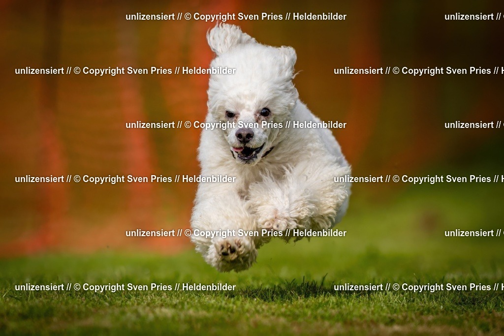 Sven Pries | 2024-09-22 - Hunderennen Baden-BadenPudelverein - Realisiert mit Pictrs.com