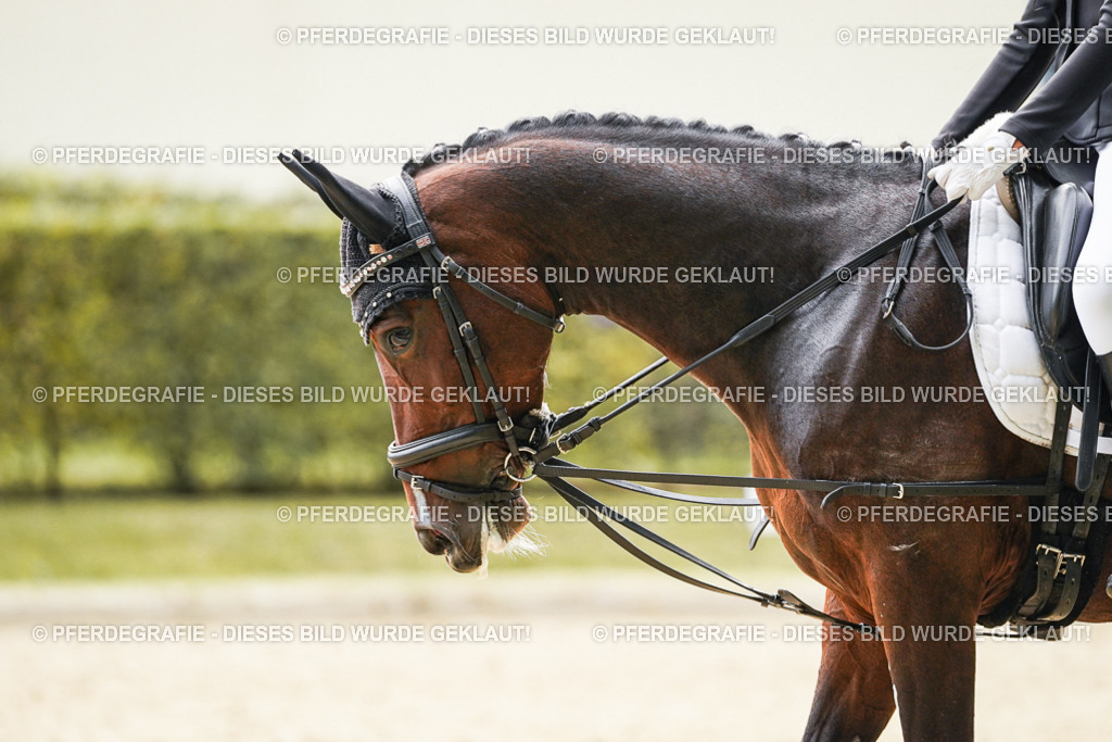 DSC09235 | Pferdegrafie