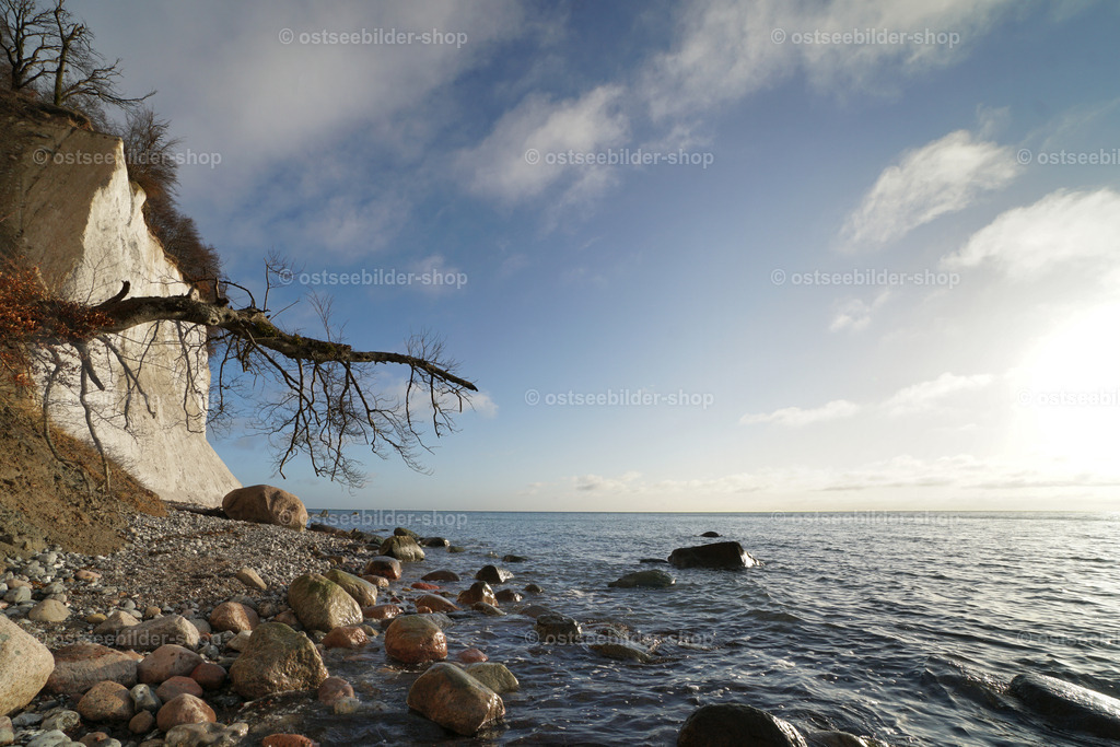 Grelle Morgensonne am Wissower Ufer | Das Bild zeigt einen Kreidefelsen am Wissower Ufer und einen Baum, der abgestürzt ist und auf den Steinestrand zu fallen scheint.  