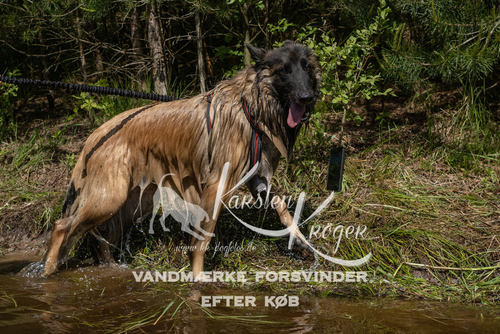 1520DKK991200 | kk-dogfotos