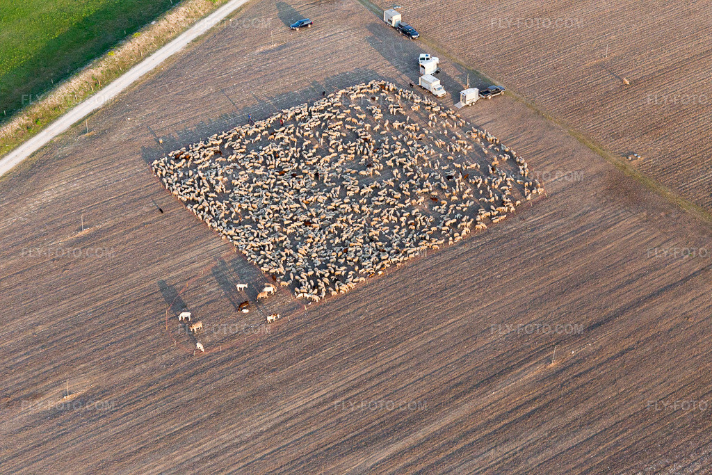Aerial view: Structures of a harvested field with a penned flock of sheep in San Leonardo in Montereale Valcellina in the state Pordenone, Italy. – Photo: IMG_098969.jpg taken on 04/08/2017 by Werner Riehm/FLY-FOTO.com – Resolution of the original: 5472 x 3648 px