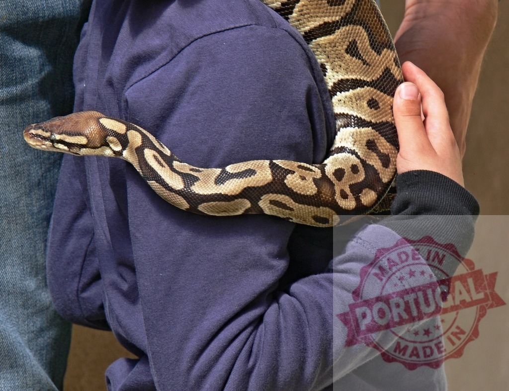 Child holding pet python while learning about reptiles | Child gently holding a ball python during an educational animal encounter - Realisiert mit Pictrs.com