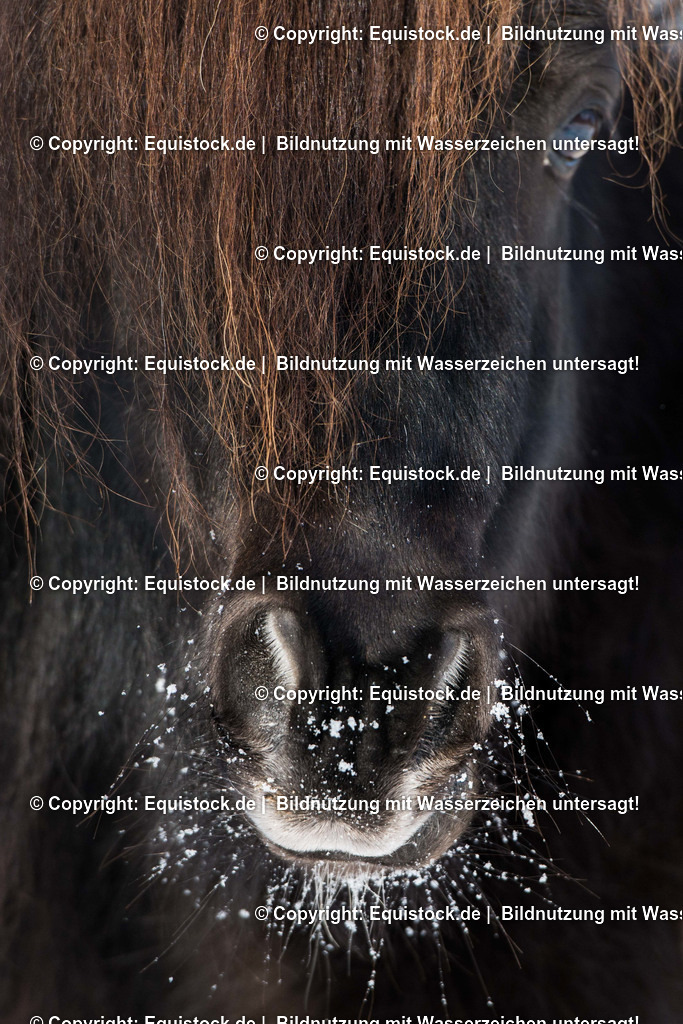 20160117_N__stern_mit_Schnee_0001 | equistock