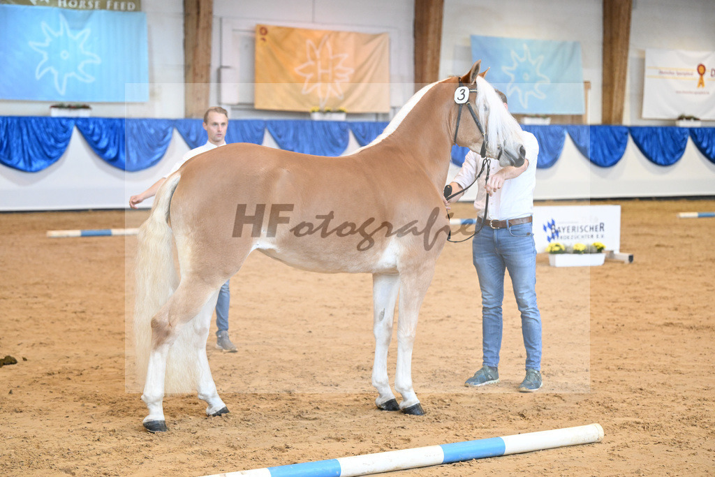 Kat-Nr. 3 Reika v. Bentley_Diethei_60221027 | hf-fotografie - Realisiert mit Pictrs.com