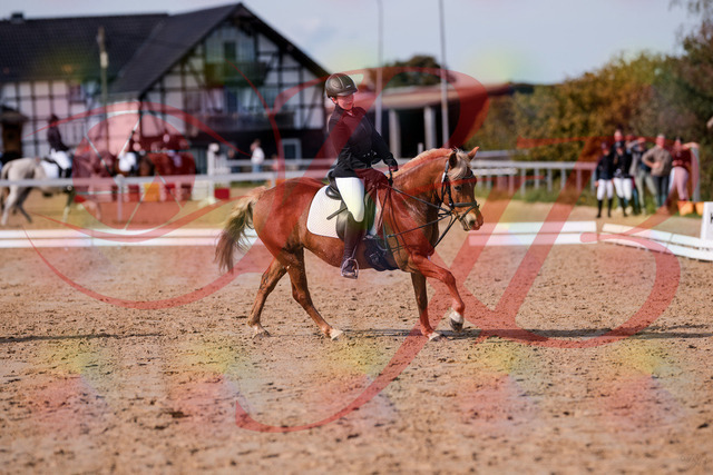2026_10_03_Siefer-Hof_122448_Z81_25204661 | Professionelle Reitsport-, Turnier- und Eventfotografie von Robert Broda. Galerien mit ausgewählten und bearbeiteten Bildern direkt online ansehen und bestellen.