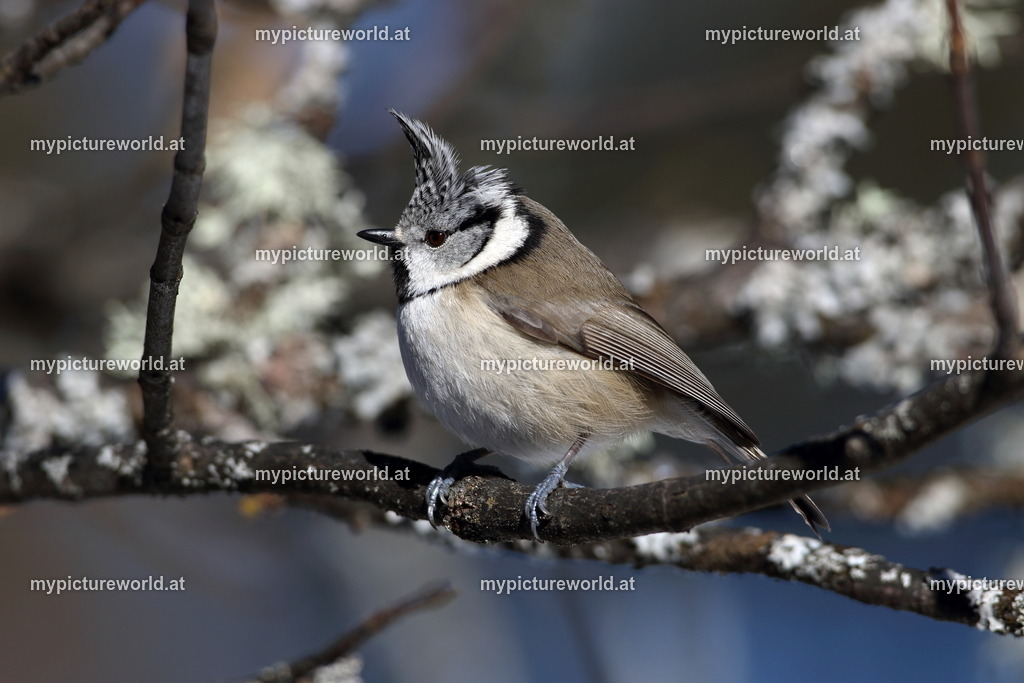 Haubenmeise-033 | Das Bilderarchiv über Tiere, Planzen und Landschaften. In der Bilddatenbank finden Sie ein große Auswahl an hochwertigen Bilder für Ihre Werbung - Realisiert mit Pictrs.com
