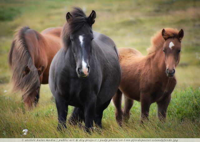 padp-photo-06-l-nn-pferdeposter-islandpferde | Bildidee ❤ Günstige Poster 20x30 ab 4,99 € in Galeriequalität. ► Lizenzfreie Traumposter und Kunstkopien direkt im Bilderdepot der Artothek herunterladen, kaufen oder bestellen ❤ Public-Art & DIY-Project ❤ - Realisiert mit Pictrs.com