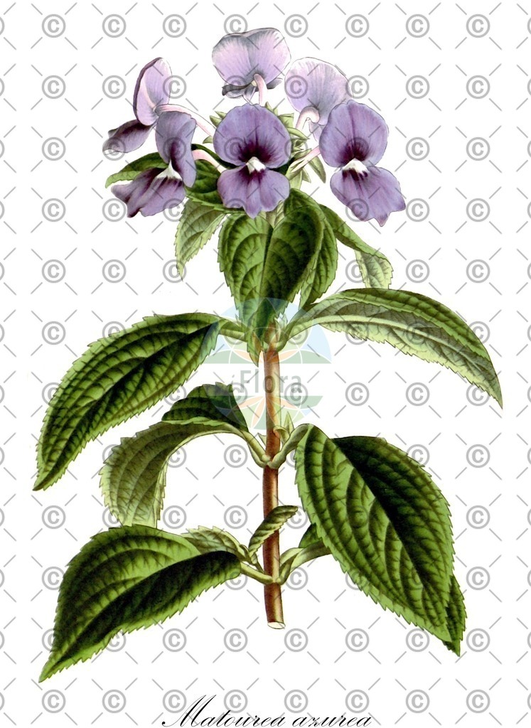 Histabb_EMP_123142_SRC_Koehler_1887_SIMPLE | Historische Abbildung von Matourea azurea - Plantaginaceae | Historical Illustration of Matourea azurea - Plantaginaceae