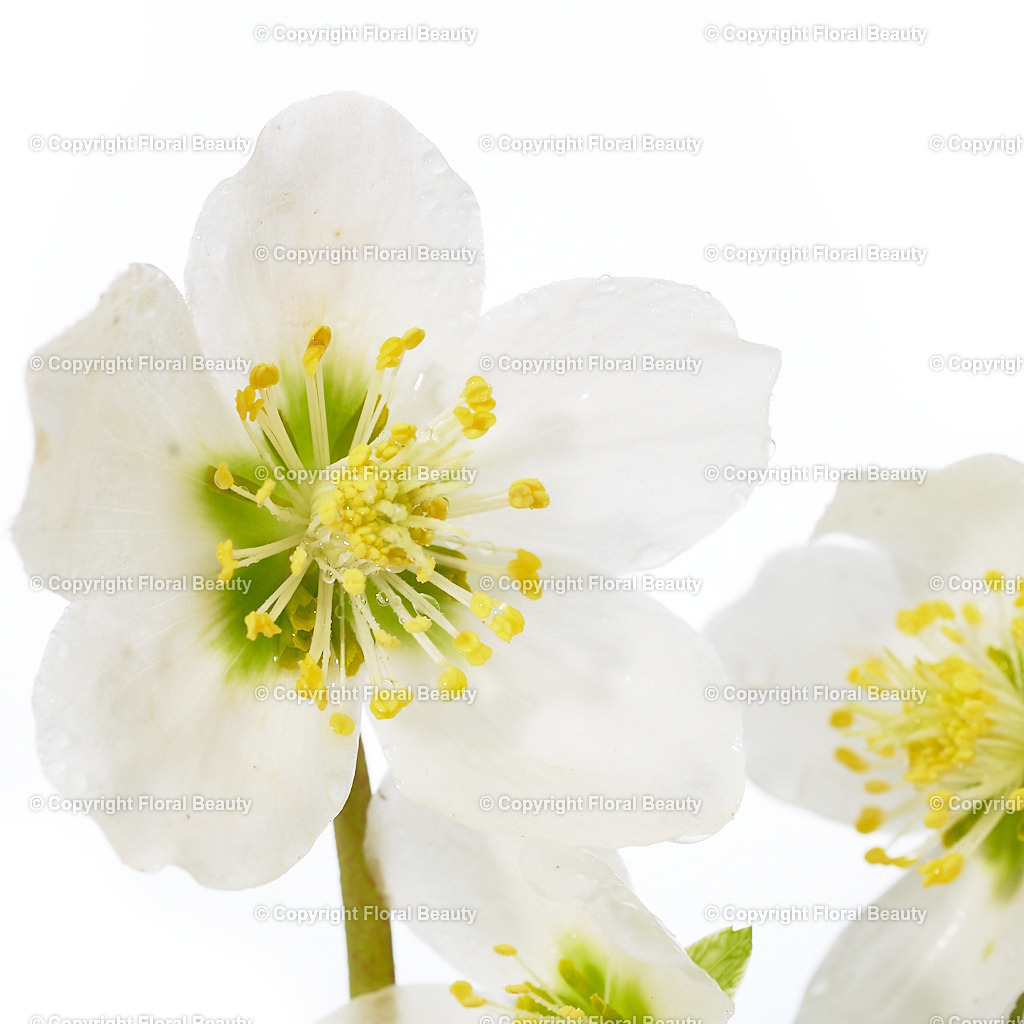 Helleborus-niger-Praecox-141727-HS-09 | Onlineshop für hochwertige Wandbilder. Bei uns findet ihr selbstgestaltete Blumenmotive. Das perfekte Geschenk, als Praxisdeko oder die eigene Wohnung. Alle künstlerischen Blumenfotos sind auf Leinwand, FineArtPrint, Kunstdruck und vielem mehr zu erwerben - Realisiert mit Pictrs.com