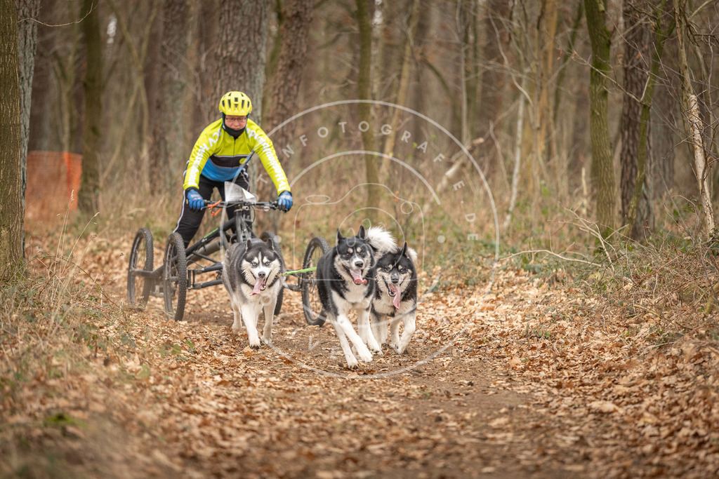 Pfotenfotografie_DV3A8954 | Hundefotografie, Tierfotograf, Pfotenfotografie, Fotoshooting Hund, Hunde Portrait, Hundesport, Hundeportraits, Heideshooting, Hunde, Sportfotograf, Hundefotograf, Turnierhundsport, THS,  - Realisiert mit Pictrs.com