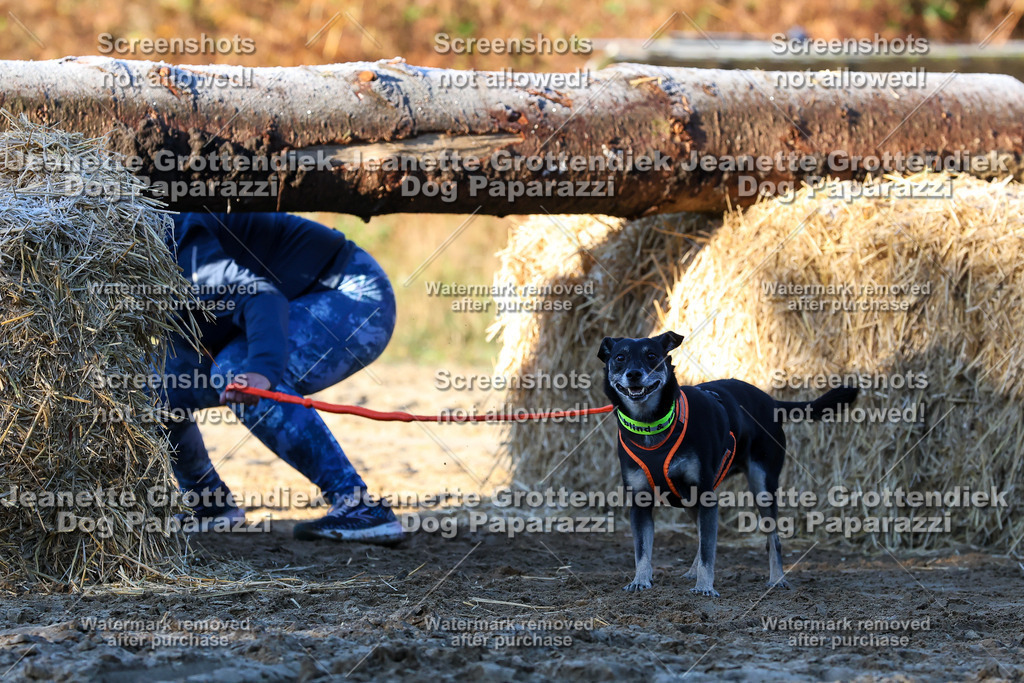Dog Paparazzi - Strongdog 10-25-694 | Dog Paparazzi Jeanette Grottendiek Fotografie & Videografie - Realisiert mit Pictrs.com