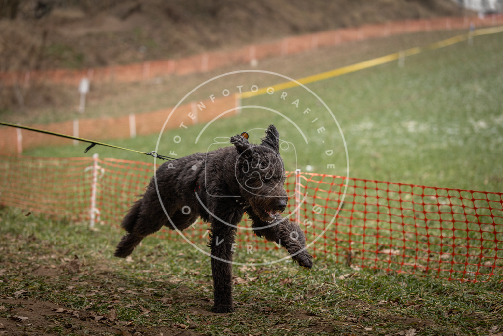 Pfotenfotografie_DV3A0668 | Hundefotografie, Tierfotograf, Pfotenfotografie, Fotoshooting Hund, Hunde Portrait, Hundesport, Hundeportraits, Heideshooting, Hunde, Sportfotograf, Hundefotograf, Turnierhundsport, THS,  - Realisiert mit Pictrs.com