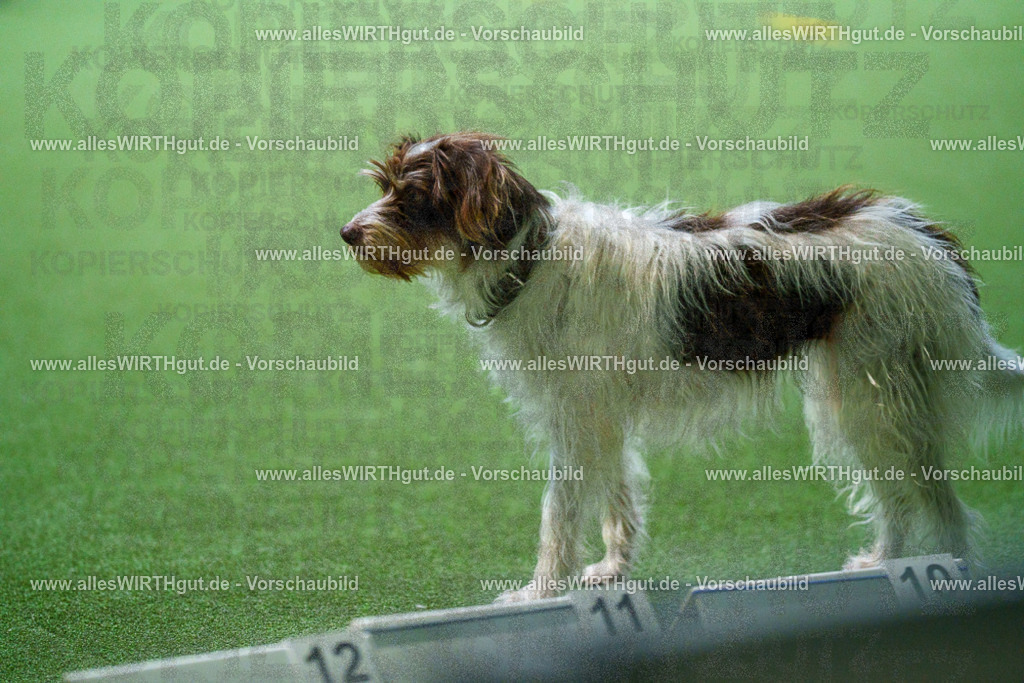 7R502246 | Professionelle Tierfotografie in Mönchengladbach von Daniel Wirth (allesWIRTHgut). Liebevolle & natürliche Bilder von Hunden & Katzen für unvergessliche Erinnerungen.