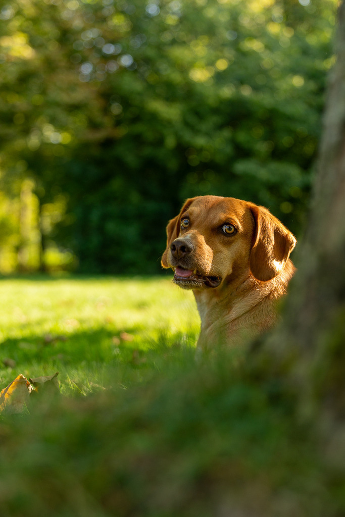 allesWIRTHgut Tierfotografie - 7IV07795 | Professionelle Tierfotografie in Mönchengladbach von Daniel Wirth (allesWIRTHgut). Liebevolle & natürliche Bilder von Hunden & Katzen für unvergessliche Erinnerungen.