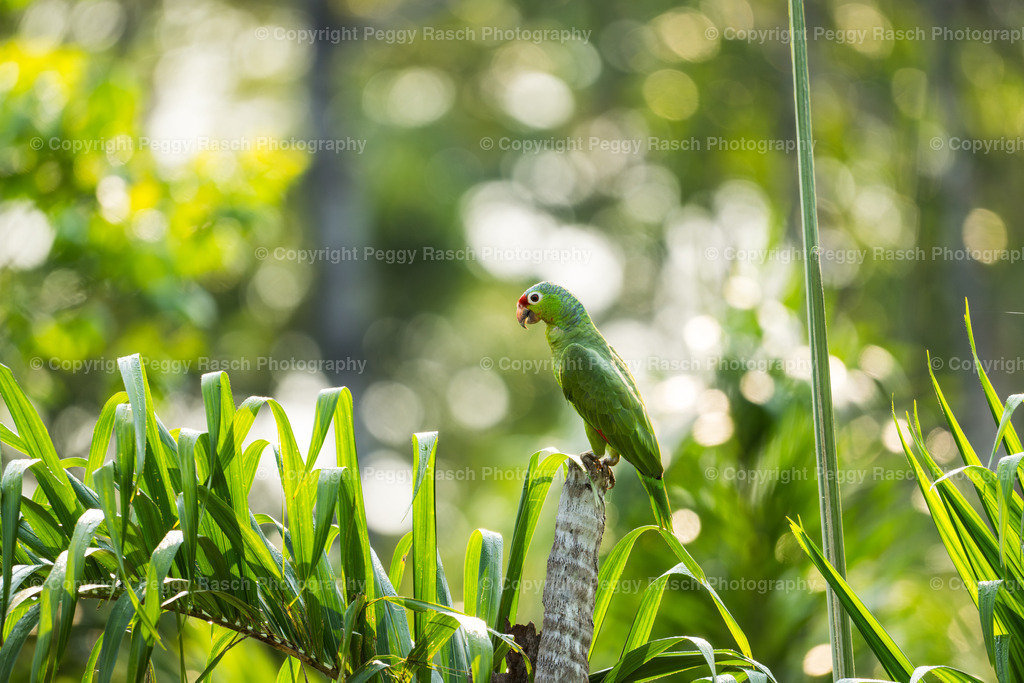 Papageien (5) | PeggyRaschPhotography - Realisiert mit Pictrs.com