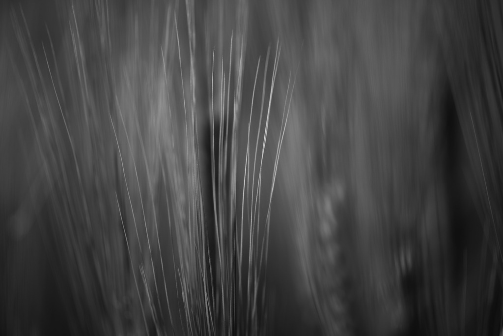 Gerste | Makroaufnahme mit Nikon ZF, AF-S Micro Nikkor 105mm f2.8