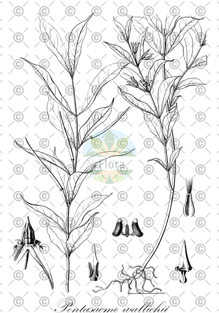HistAbb_wfo-0001150605_1_ENZY_Simple | Historische Abbildung von Pentasacme wallichii - Apocynaceae | Historical Illustration of Pentasacme wallichii - Apocynaceae