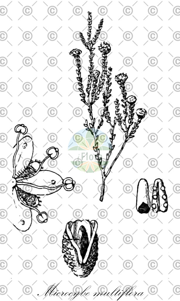 HistAbb_5RQG_1_ENZY_Simple | Historische Abbildung von Microcybe multiflora - Rutaceae | Historical Illustration of Microcybe multiflora - Rutaceae