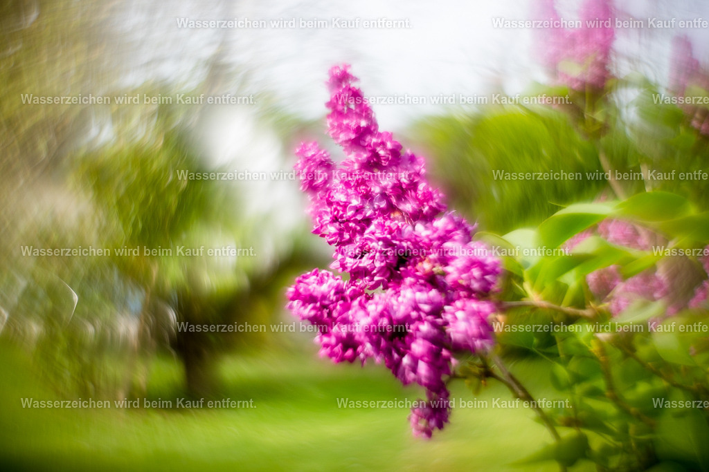 Betörend schön bist du | Die Botschaft zum Bild lautet: Betörend schön ist deine Welt. Sei auch du betörend schön für dich. Erkenne deine wahre Schönheit. Du bist wundervoll. Und diese Energie strahlt es aus in jeden Menschen und verbreitet Schönheit.