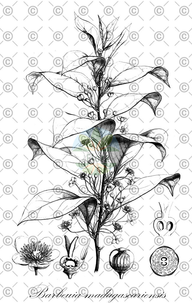 HistAbb_wfo-0000173881_1_ENZY_Simple | Historische Abbildung von Barbeuia madagascariensis - Barbeuiaceae | Historical Illustration of Barbeuia madagascariensis - Barbeuiaceae