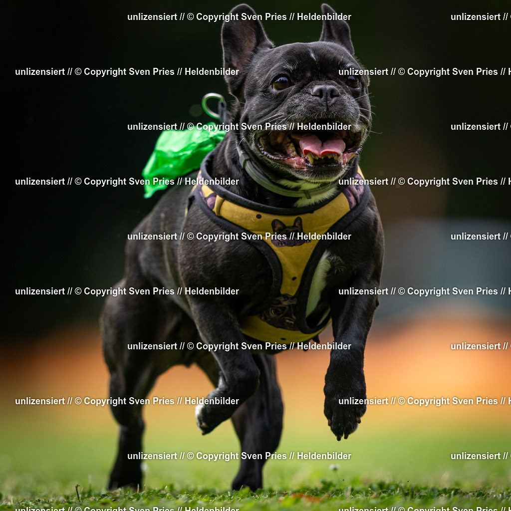 Sven Pries | 19. Allgemeines Hunderennen Karlsruhe Durlach - Realisiert mit Pictrs.com