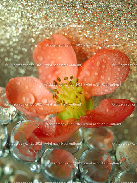 titusgraphy_P5217083-vz-ln | titusgraphy-shop: Geschenkideen mit Qualitätsfotos. titusgraphy-shop: gift ideas with quality photos. titusgraphy-shop: idées cadeaux avec photos de qualité.  - Realisiert mit Pictrs.com