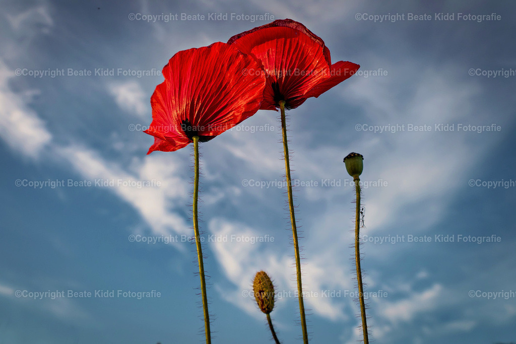 P1750854-2 | beatekidd-fotografie - Realisiert mit Pictrs.com