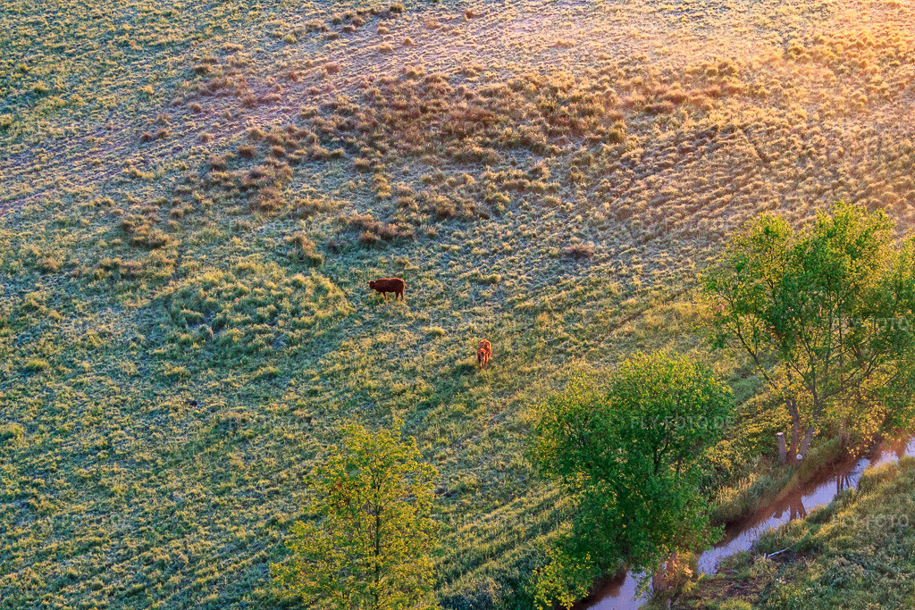 Luftbild: Weidende Rinder im Naturschutzgebiet Billigheimer Bruch im Ortsteil Mühlhofen in Billigheim-Ingenheim im Bundesland Rheinland-Pfalz in Deutschland. Foto: IMG_64526.jpg vom 04.05.2014 durch Werner Riehm/FLY-FOTO.de