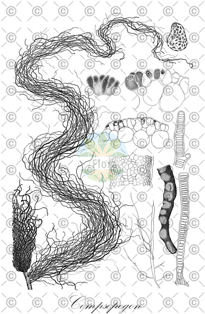 HistAbb_3SWR_2_ENZY_Simple | Historische Abbildung von Compsopogon - Compsopogonaceae (0) | Historical Illustration of Compsopogon - Compsopogonaceae (0)