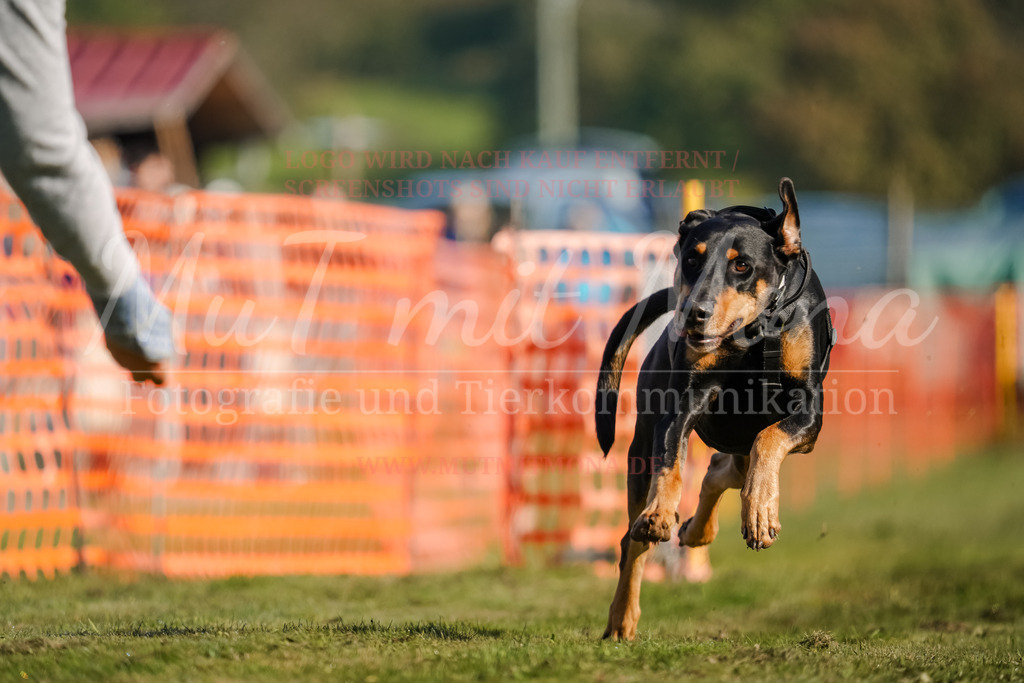 20250928_Hunderennen-50 | MuT (Mensch und Tier) mit Mona - Fotografie und Tierkommunikation - Realisiert mit Pictrs.com