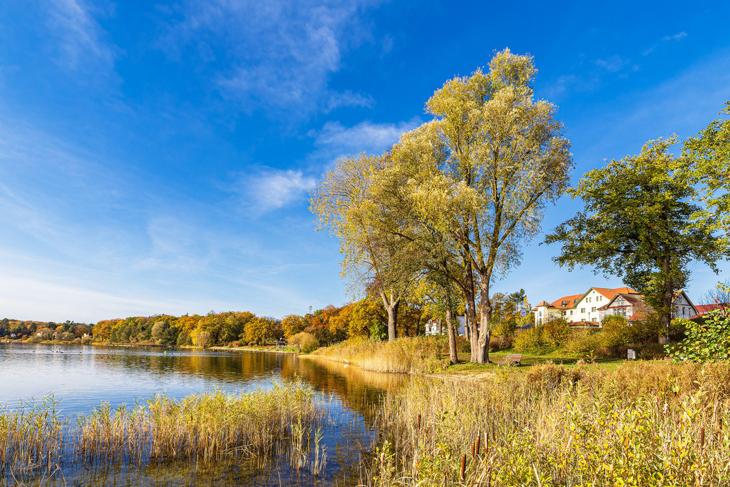 Bäume am Plauer See in der Stadt Plau am See | Bäume am Plauer See in der Stadt Plau am See.