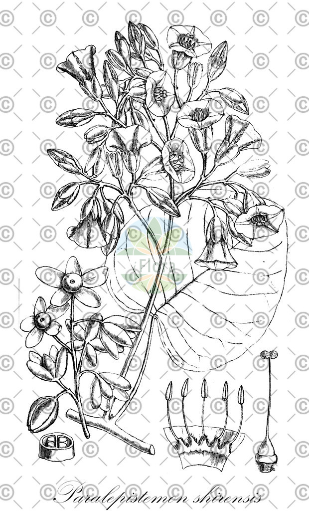 HistAbb_wfo-0000032704_1_ENZY_Simple | Historische Abbildung von Paralepistemon shirensis - Convolvulaceae | Historical Illustration of Paralepistemon shirensis - Convolvulaceae