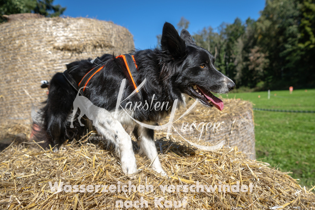 1405_ZZ92401-3 | kk-dogfotos