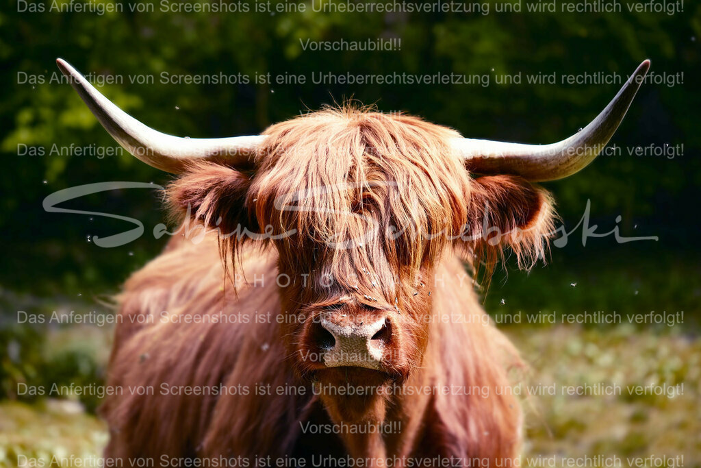 Wandbild Highlander Kuh | People- und Tierfotografie, Imageaufnahmen, Veranstaltungsfotografie und Wandbilder aus der Natur ★ Made in Germany ✔️ Druck + Downloads ✔️ Naturfotografie in Top Qualität ★ schneller Versand, weltweite Lieferung! - Realisiert mit Pictrs.com