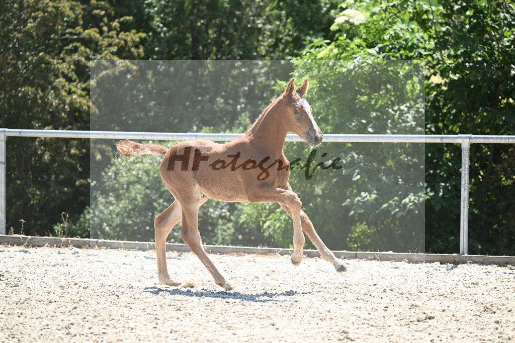 Kat-Nr. 25 HF Tangelo van de Zuuthoeve_Braun_16230478 | hf-fotografie - Realisiert mit Pictrs.com