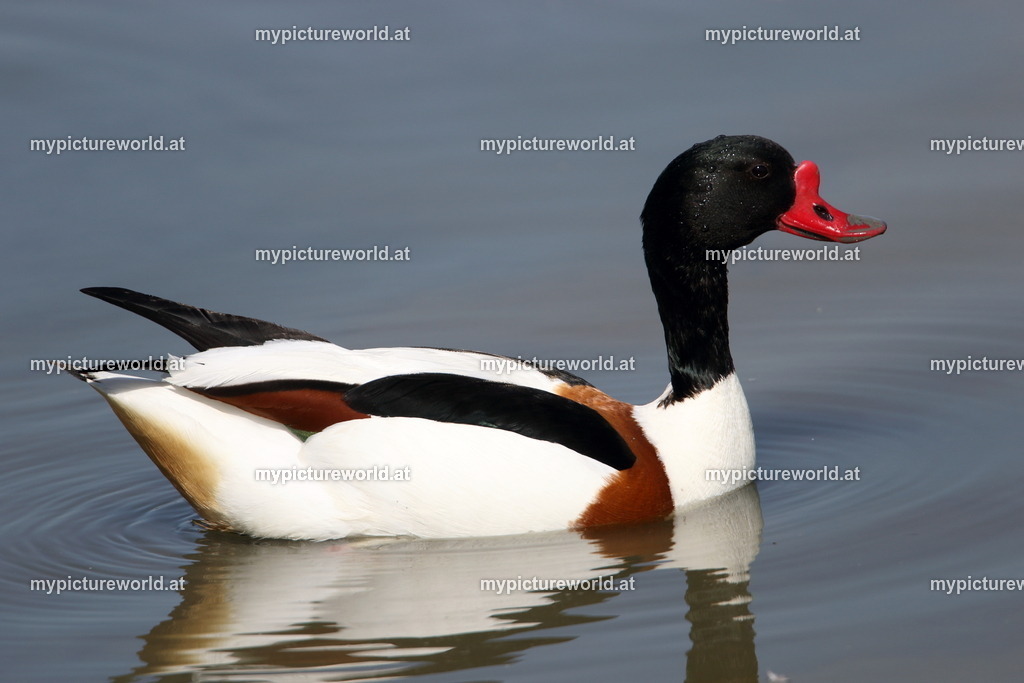 Brandgans-040 | Das Bilderarchiv über Tiere, Planzen und Landschaften. In der Bilddatenbank finden Sie ein große Auswahl an hochwertigen Bilder für Ihre Werbung - Realisiert mit Pictrs.com