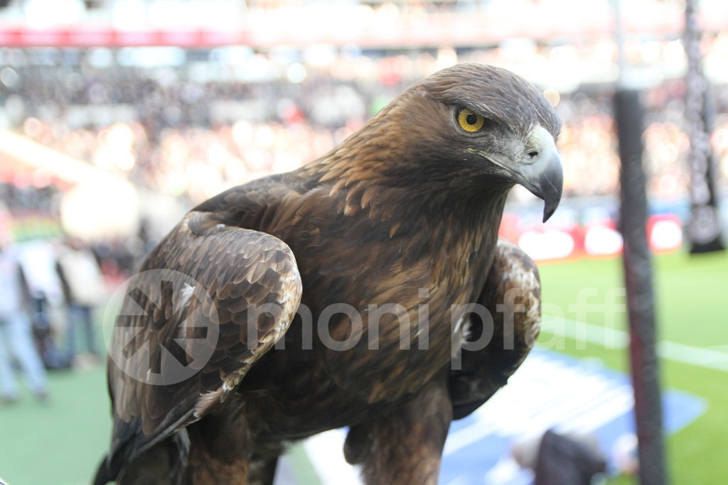 Attila | Eintracht Frankfurt * Maskottchen - Realisiert mit Pictrs.com