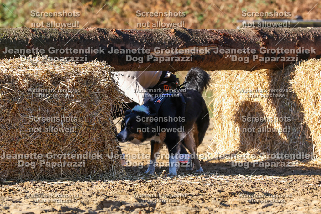 Dog Paparazzi - Strongdog 10-25-1570 | Dog Paparazzi Jeanette Grottendiek Fotografie & Videografie - Realisiert mit Pictrs.com