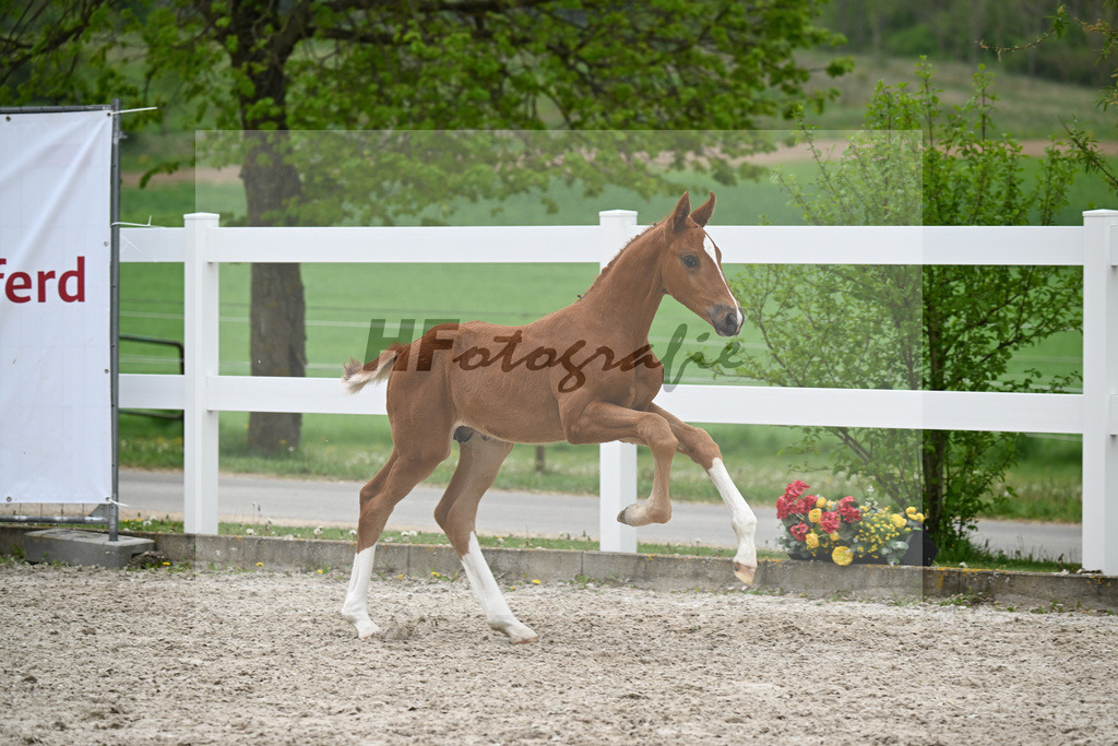 Kat-Nr. 32 HF Erste Sahne x Fuerst Samarant_Kahl_23261105 | hf-fotografie - Realisiert mit Pictrs.com