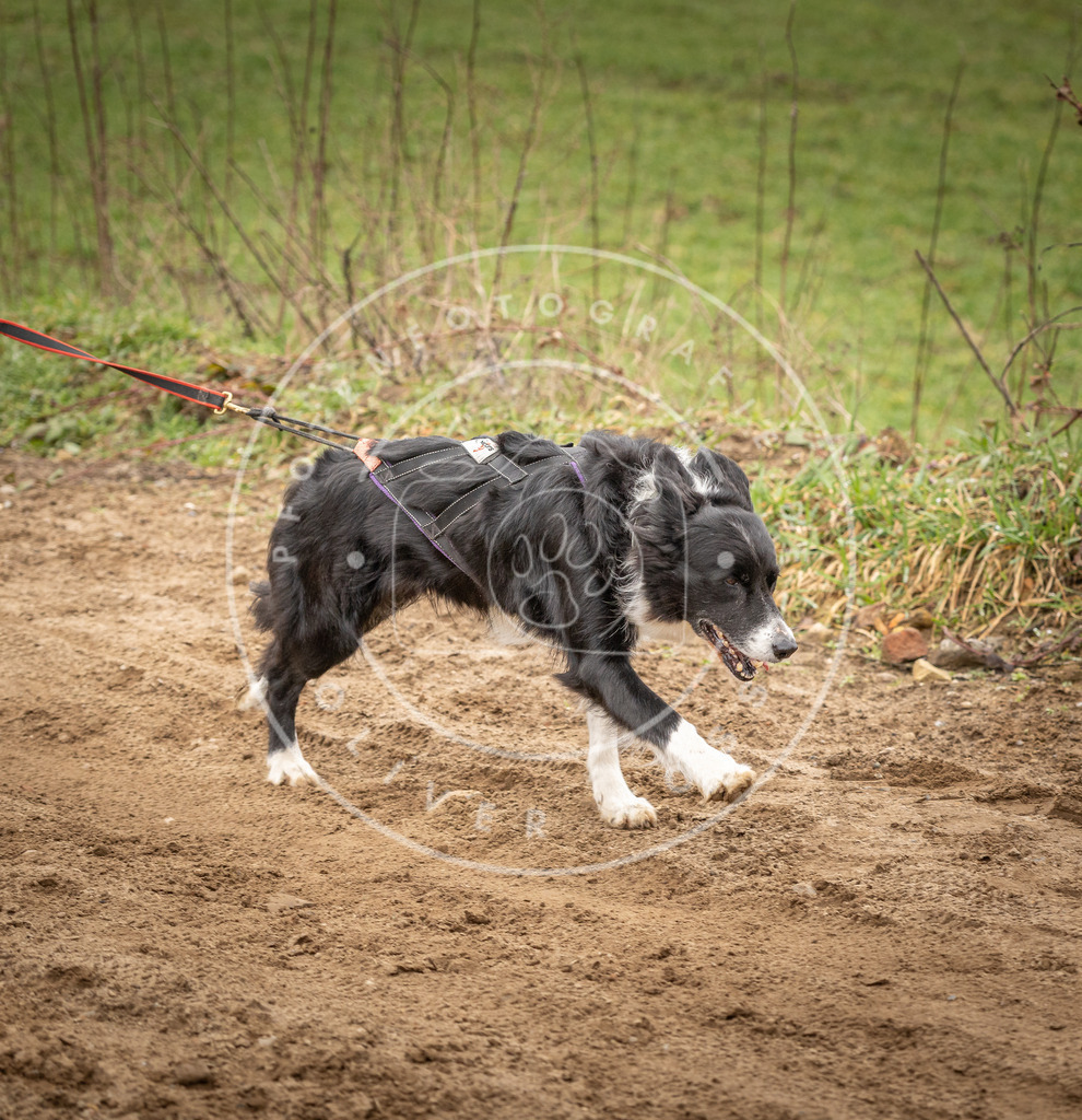 DV3A2060 | Hundefotografie, Tierfotograf, Pfotenfotografie, Fotoshooting Hund, Hunde Portrait, Hundesport, Hundeportraits, Heideshooting, Hunde, Sportfotograf, Hundefotograf, Turnierhundsport, THS,  - Realisiert mit Pictrs.com